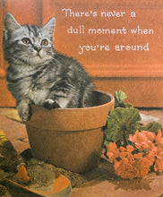 Kitten Gift Book
