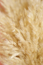 Pampas Grass