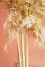 Pampas Grass